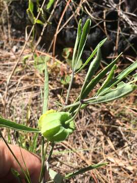 Image of Walter's groundcherry