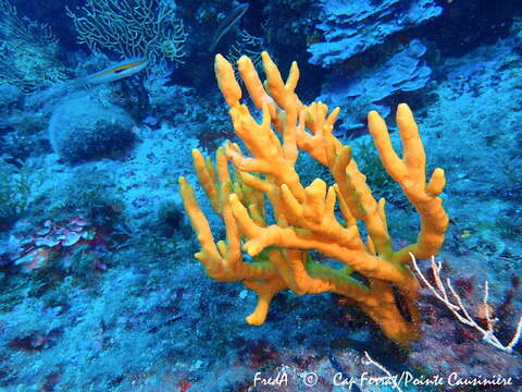 Image of common antler sponge