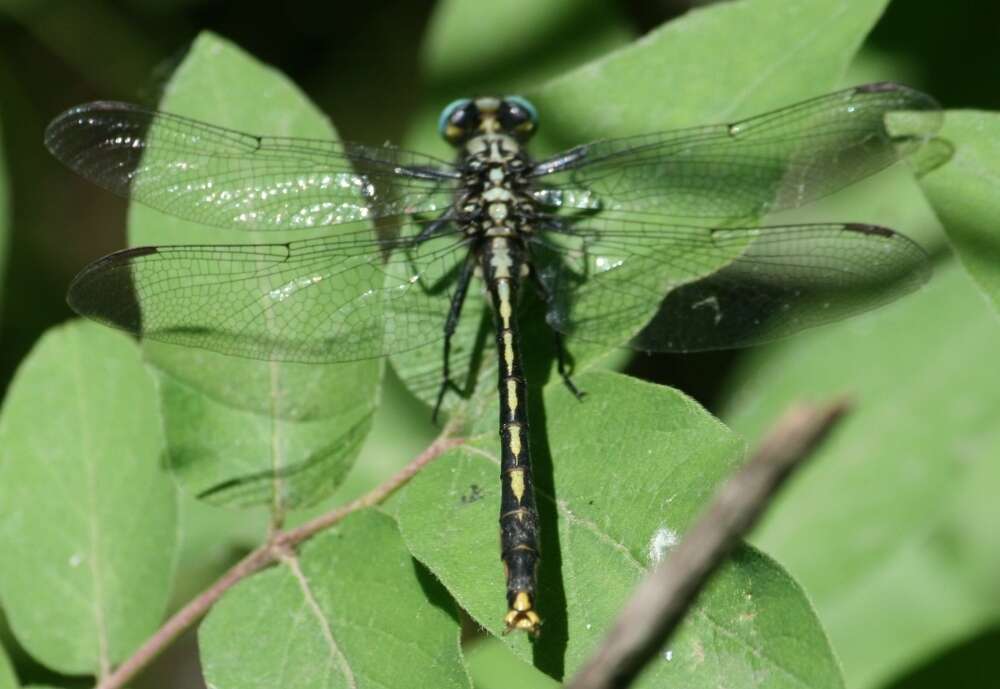 Image of Lilypad Clubtail