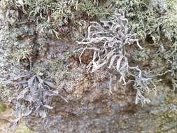 Image of roccella lichen