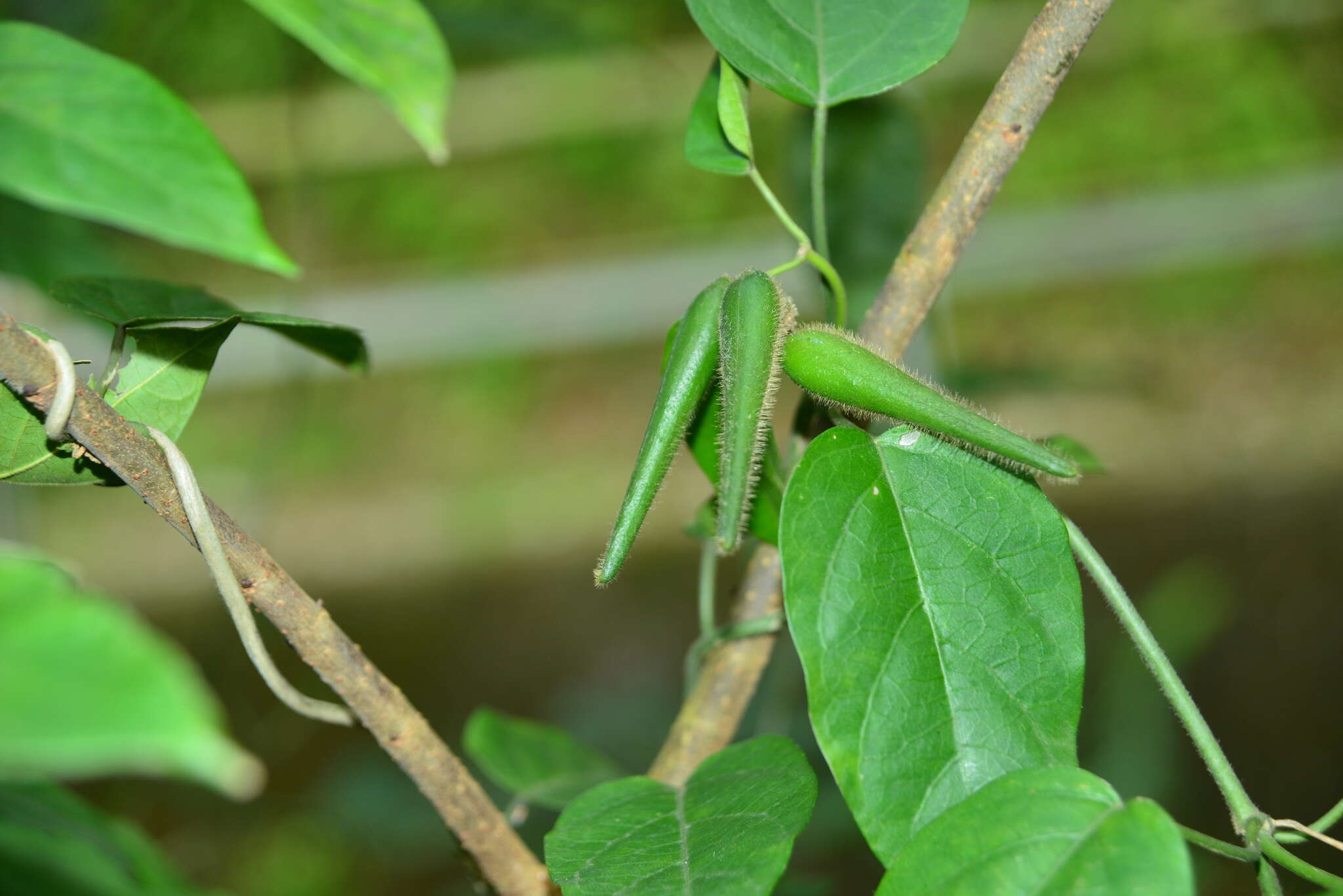 Image of Marsdenia tinctoria R. Br.