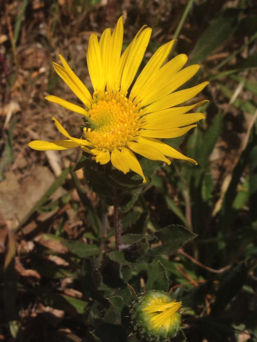 Слика од Grindelia hirsutula Hook. & Arn.