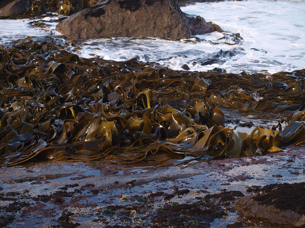 Image of New Zealand bull kelp