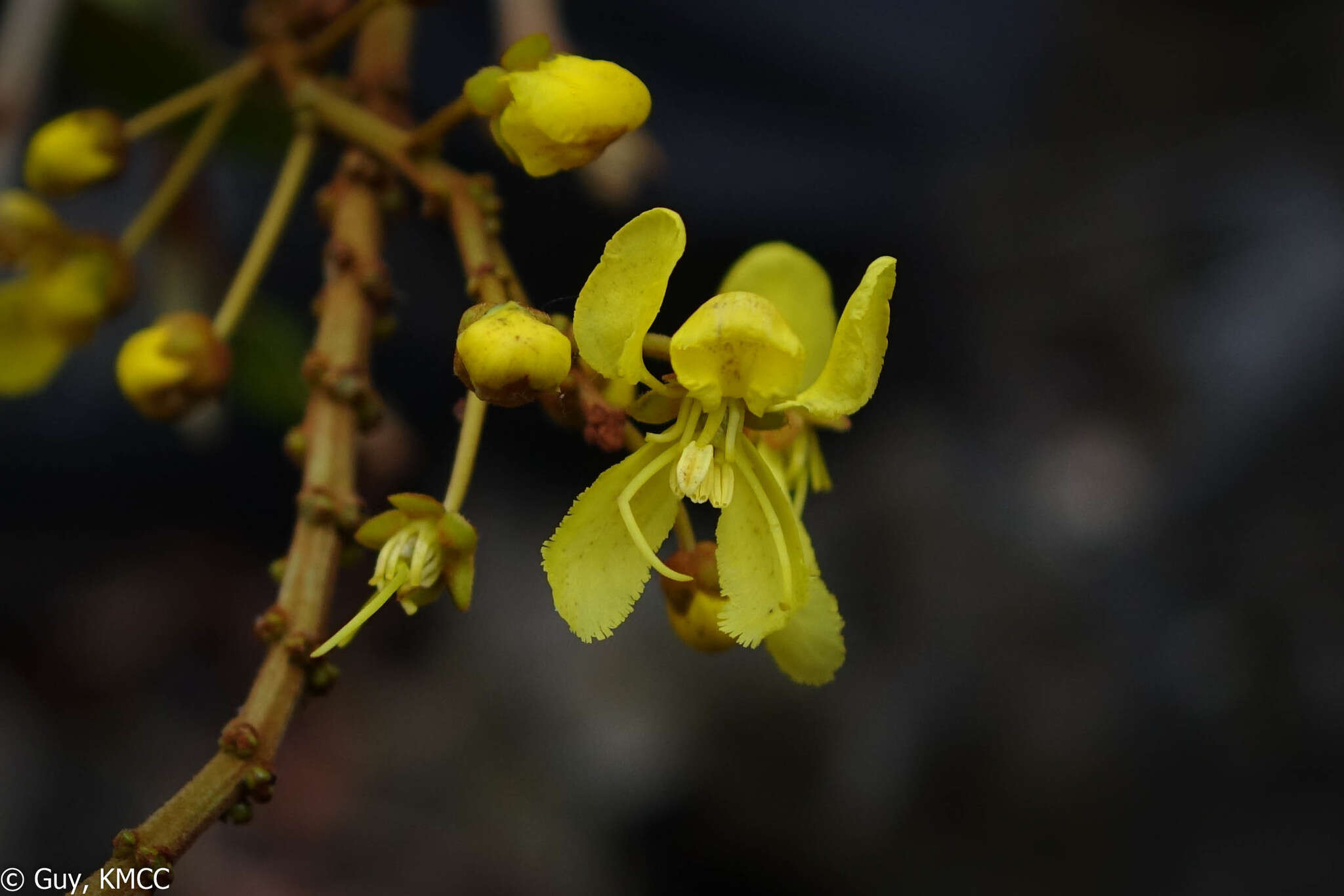 Acridocarpus excelsus subsp. perrieri Arenes的图像