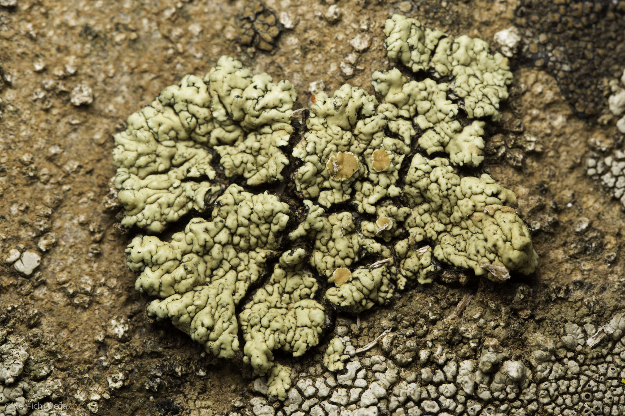 Image of Orange rock-posy