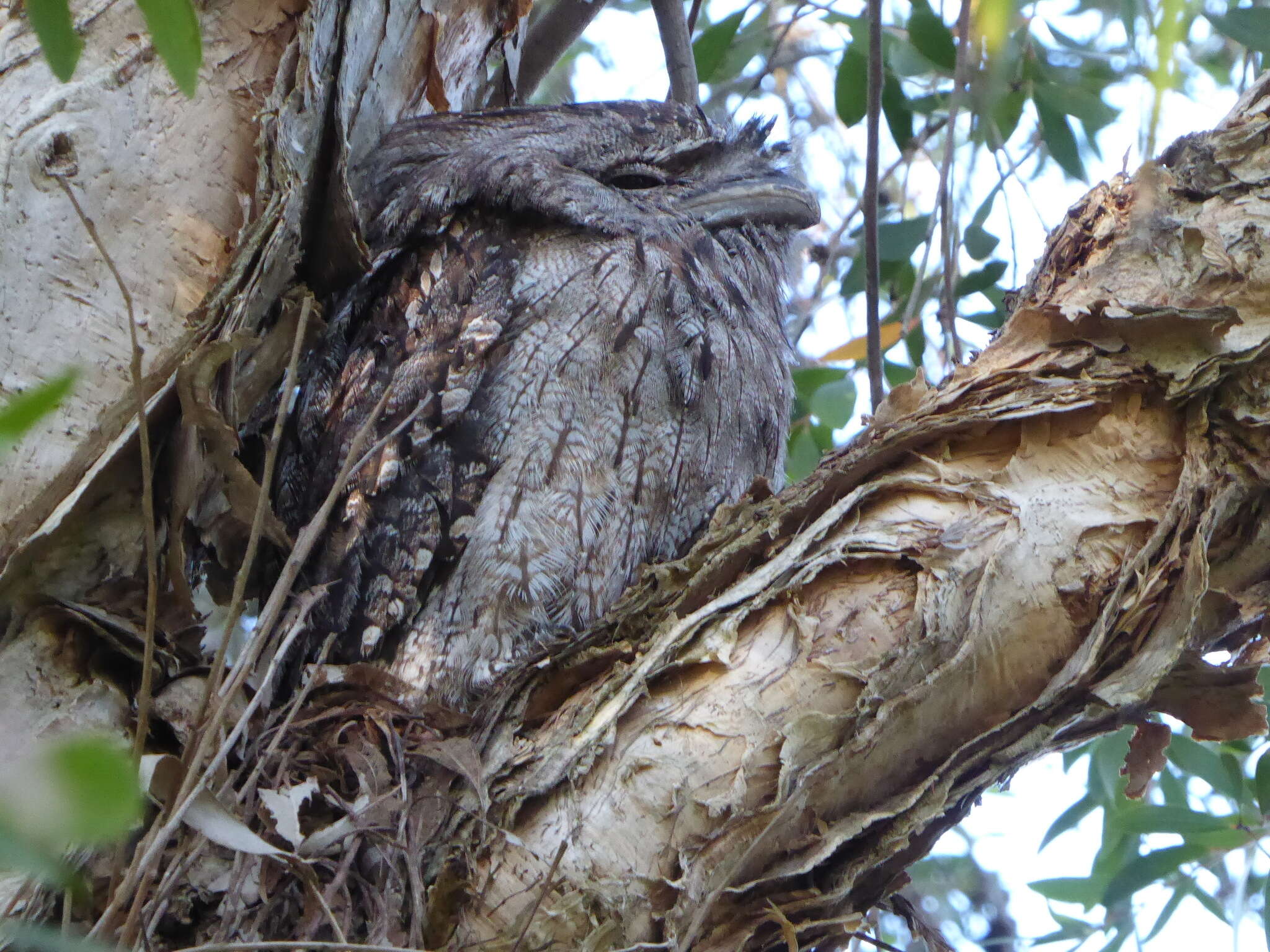 Image of Tawny Frogmouth