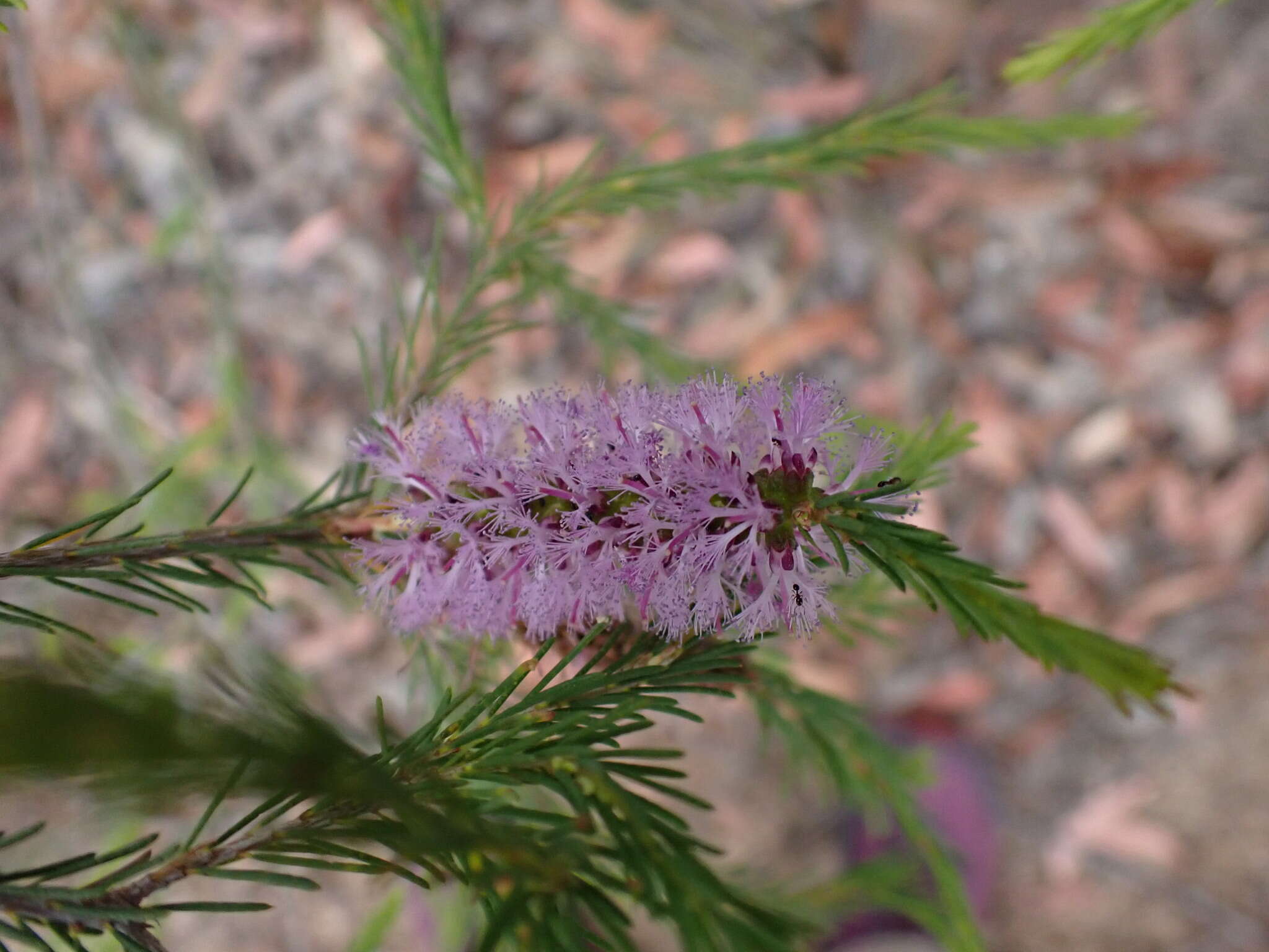 Image of Melaleuca diosmatifolia Dum.-Cours.