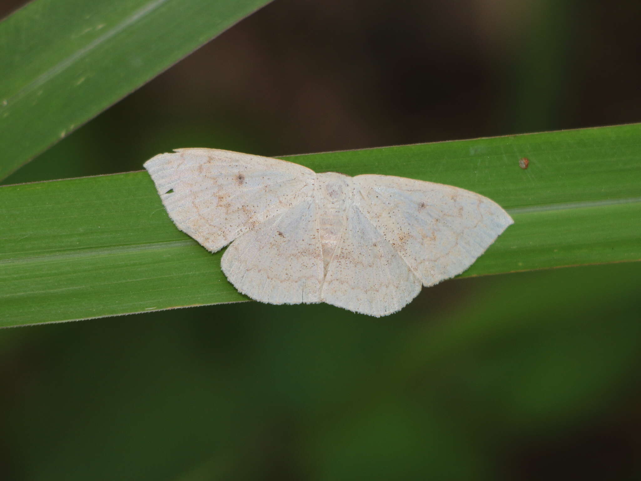 Image of Somatina plynusaria Walker 1862