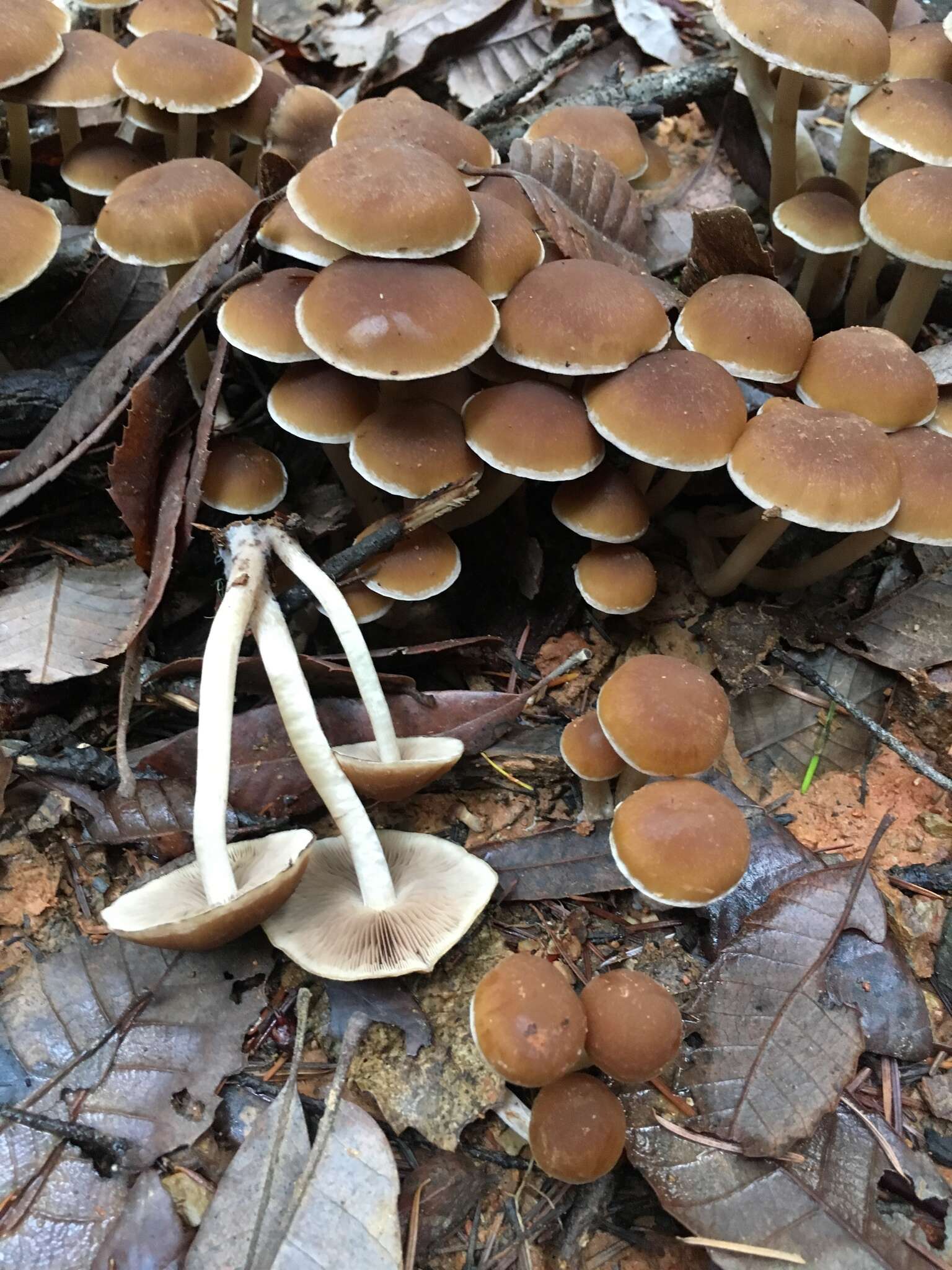 Image of Psathyrella piluliformis (Bull.) P. D. Orton 1969