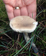 Image of Amanita taiepa G. S. Ridl. 1991