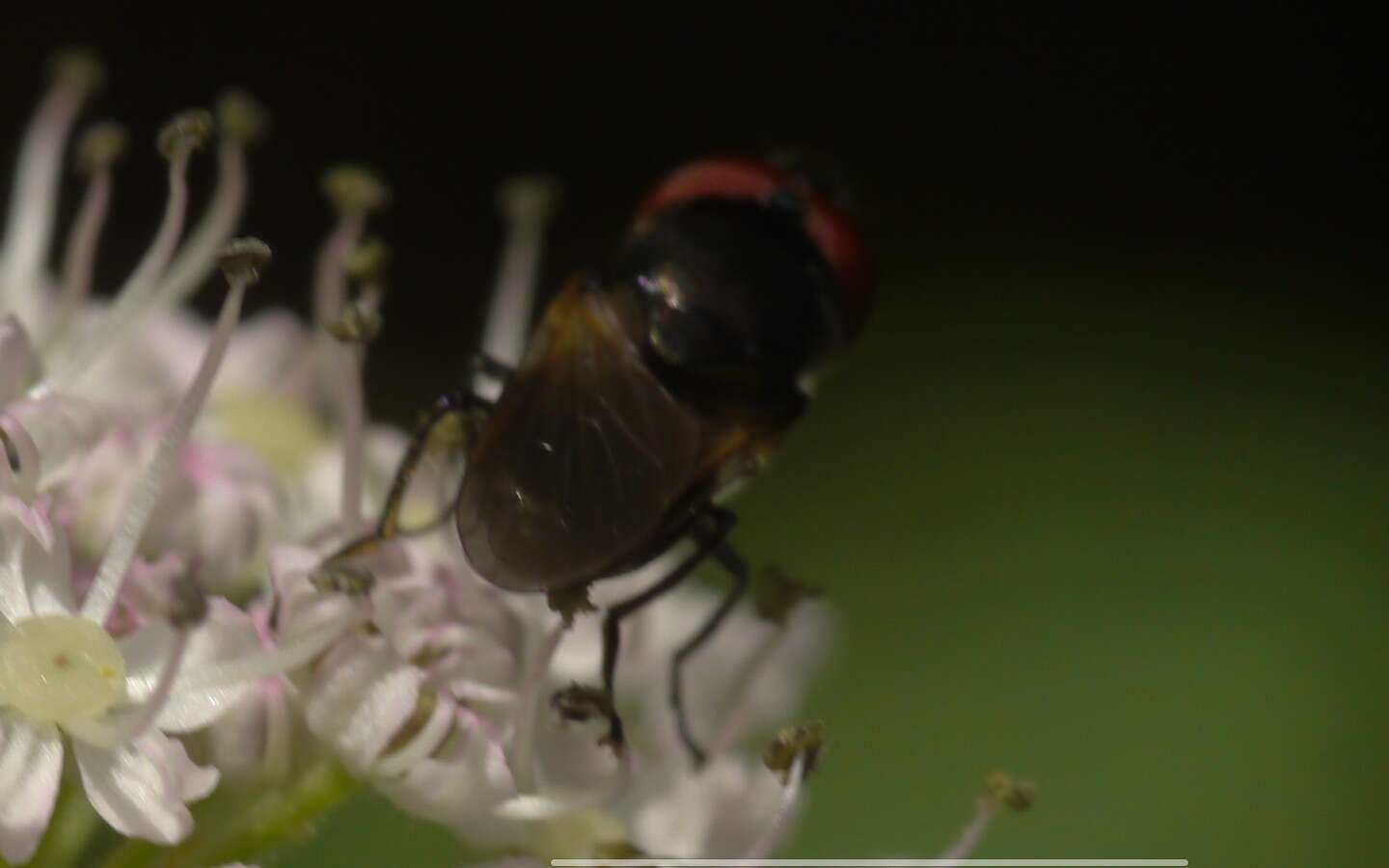 Слика од Chrysogaster cemiteriorum (Linnaeus 1758)