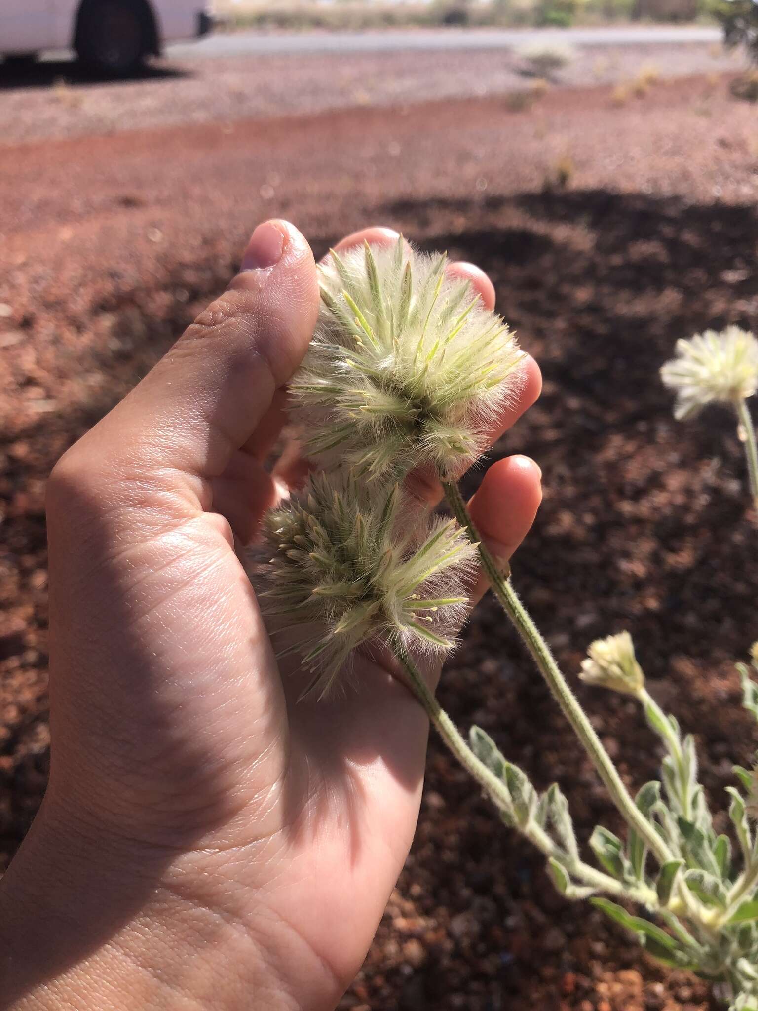 Image of Ptilotus clementii (Farmar) Benl