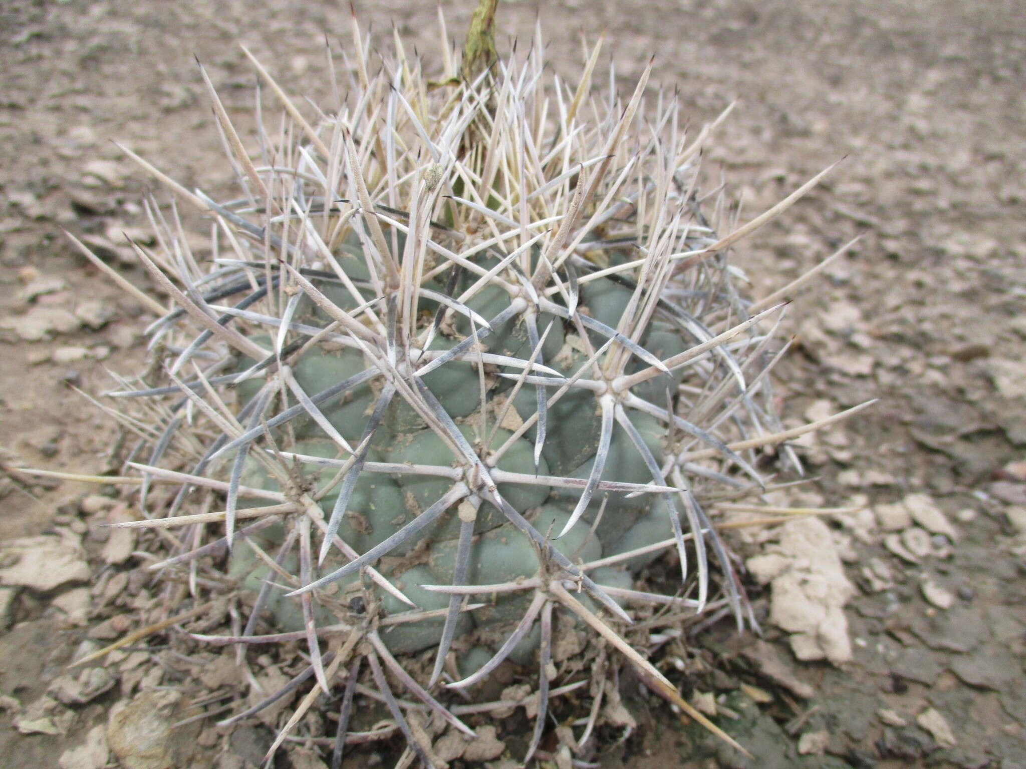 Image of Coryphantha poselgeriana (A. Dietr.) Britton & Rose