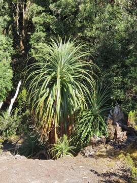 Sivun Richea pandanifolia Hook. fil. kuva