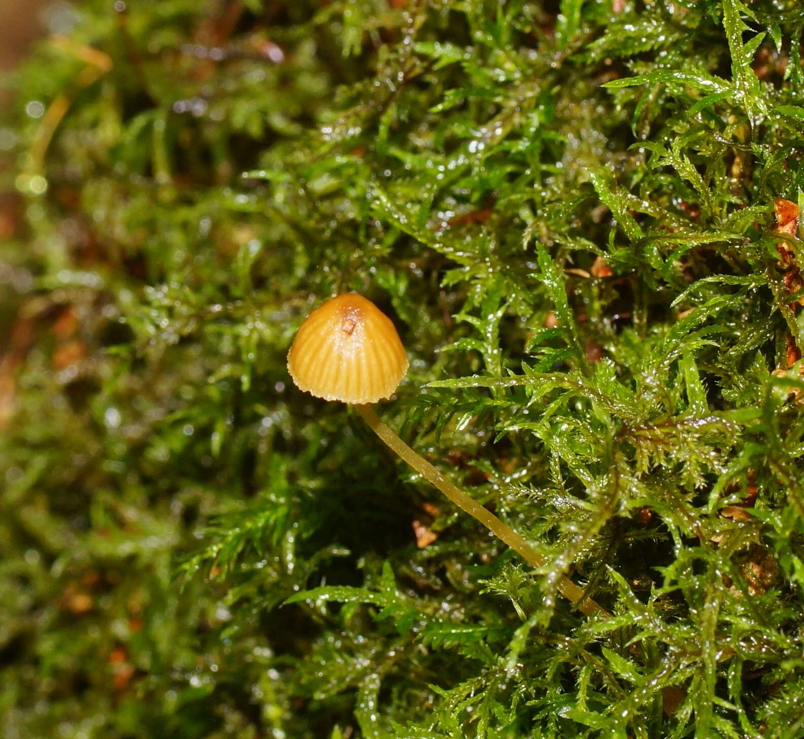 Image of Galerina hypnorum (Schrank) Kühner 1935