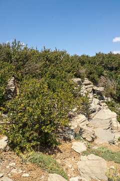 Image of Berberis cretica L.