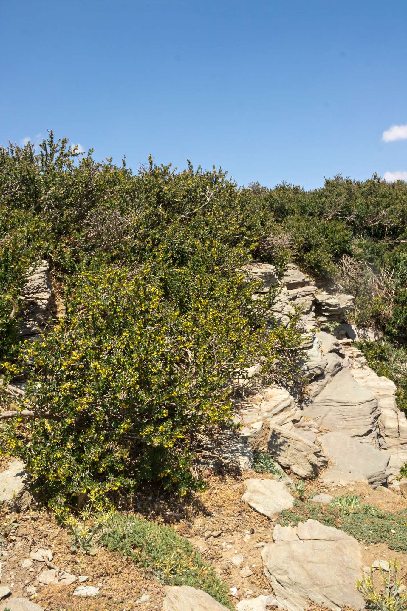 Image of Cretan Barberry