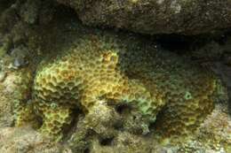 Image of Larger star coral