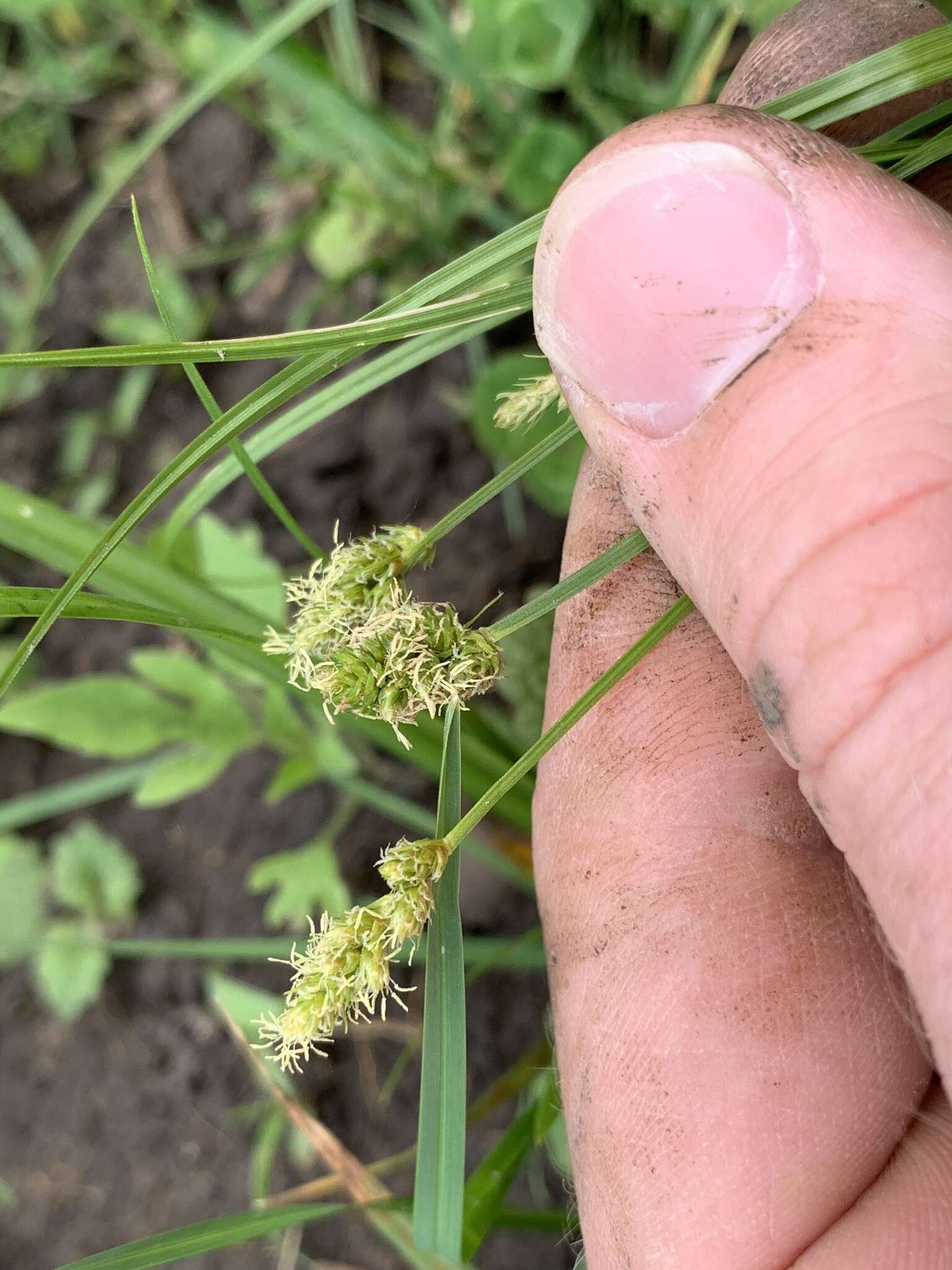 Image of Leavenworth's sedge