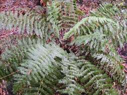 Image of single crepe fern