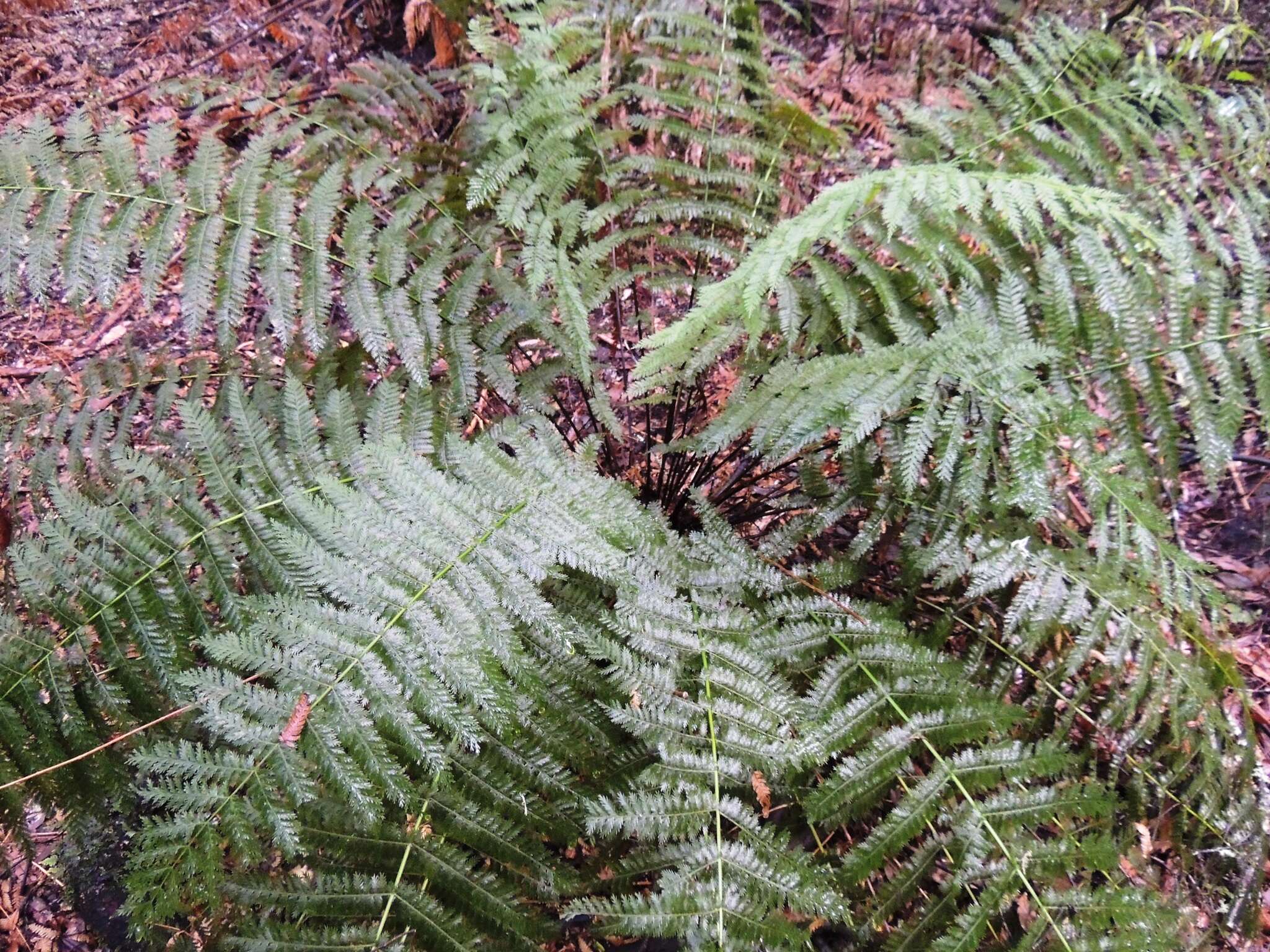 Image of single crepe fern