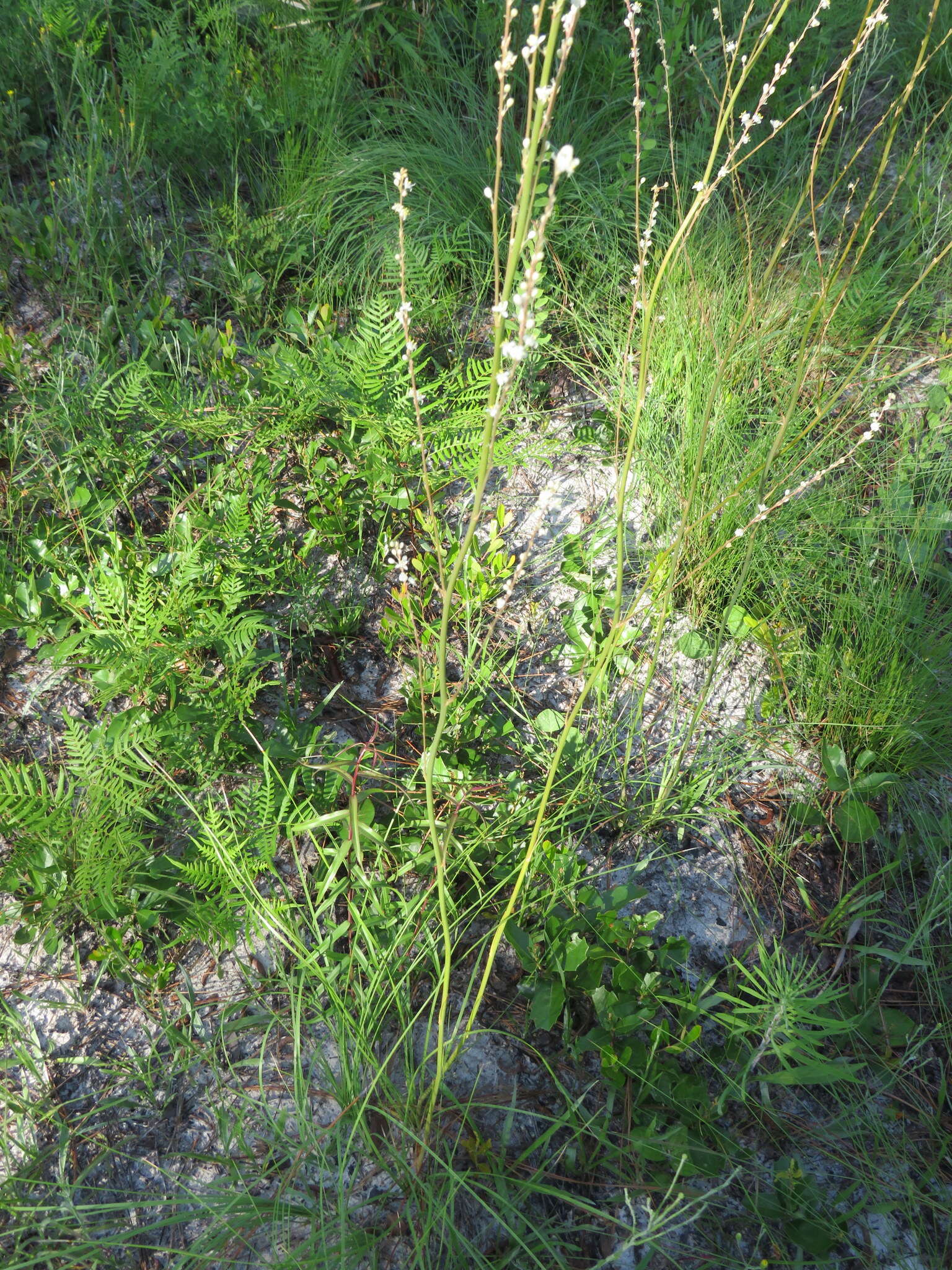 Image of Florida Bear-Grass