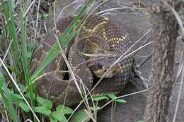 Image of Crotalus molossus nigrescens Gloyd 1936