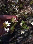 Image de Amelanchier bartramiana (Tausch) M. Roemer