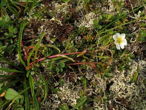 Image of Grass-Leaf Springbeauty