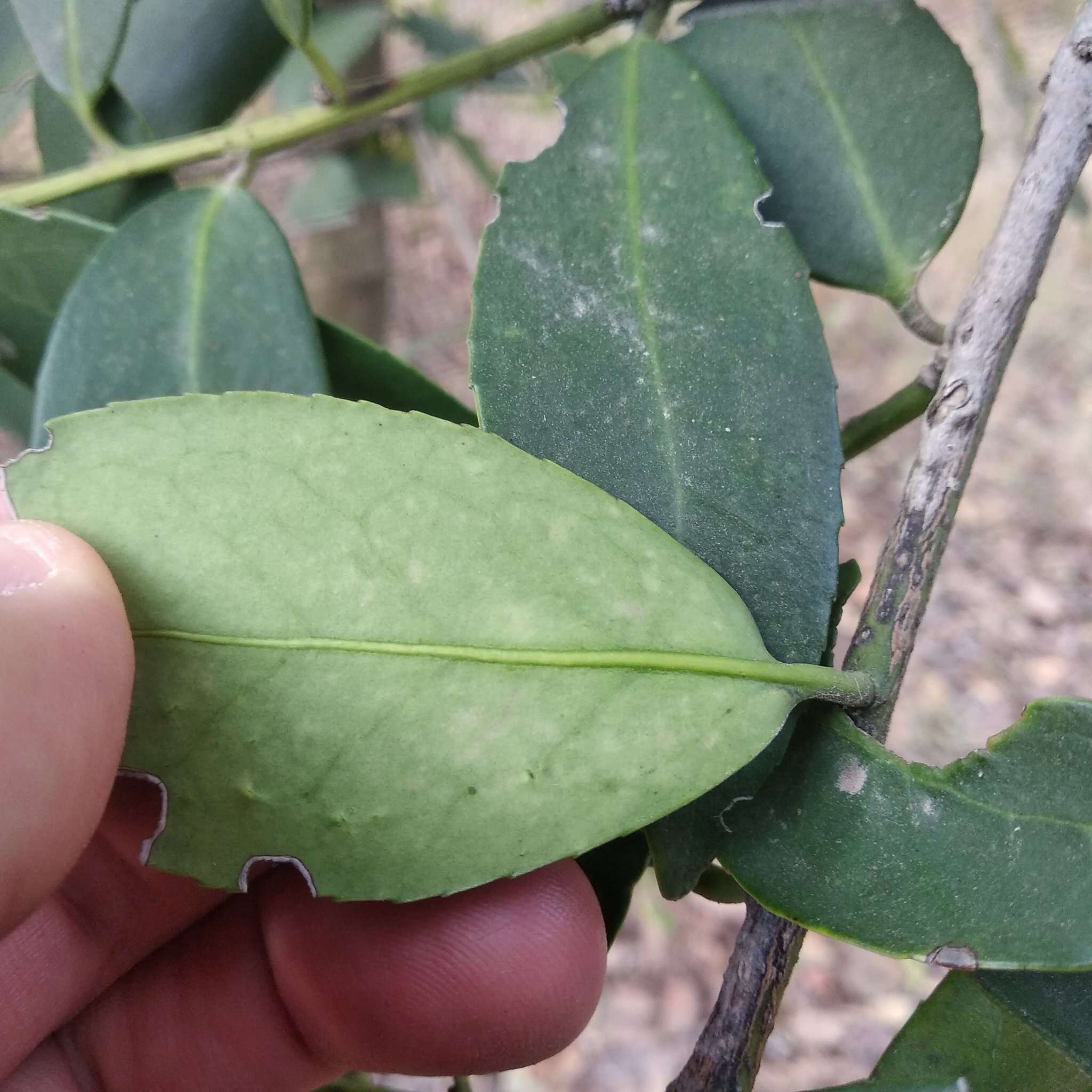 صورة Ilex discolor var. tolucana (Hemsl.) Edwin ex T. R. Dudley