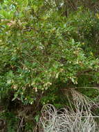 Sivun Vaccinium padifolium J. E. Sm. kuva