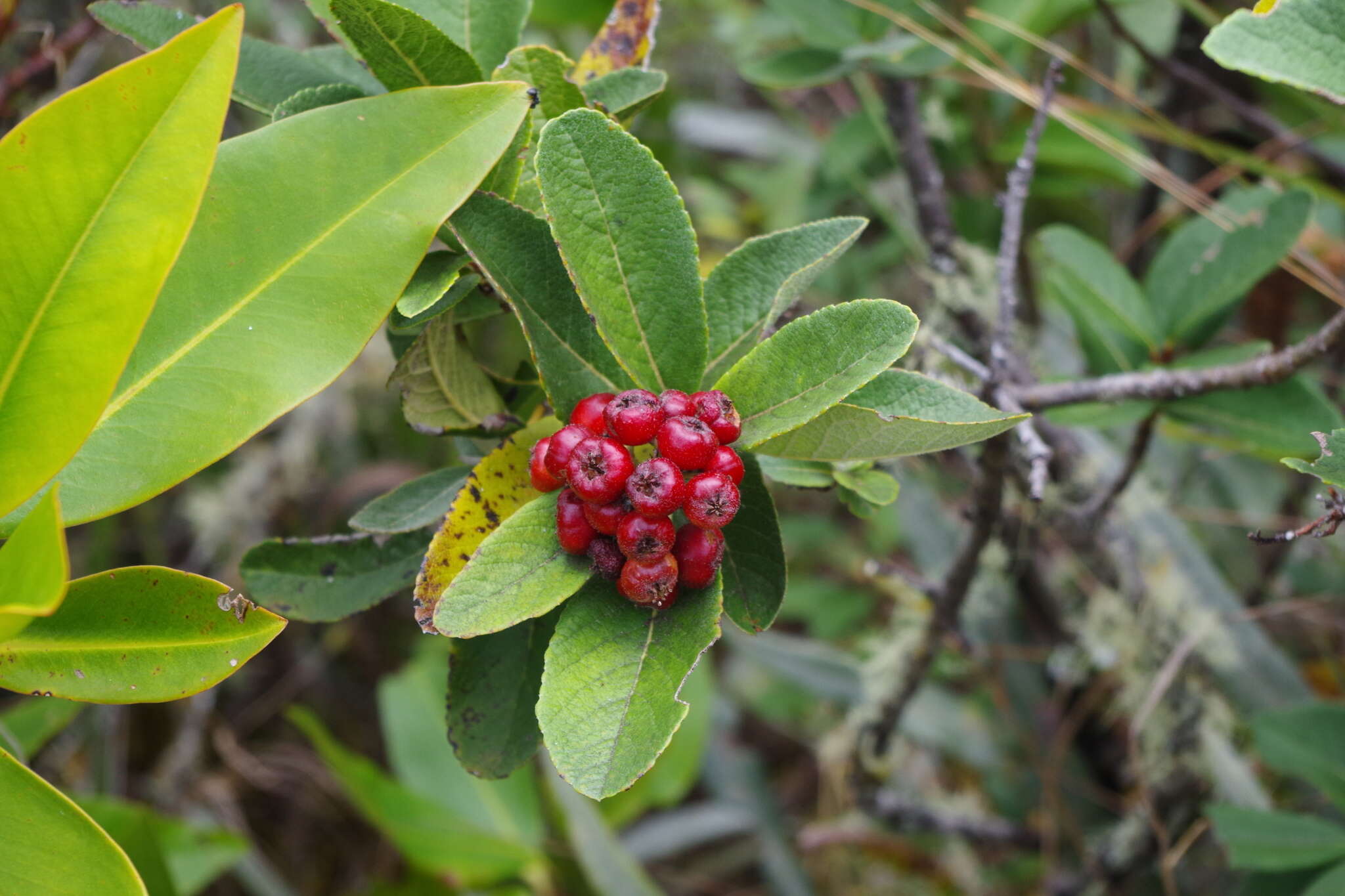 Hesperomeles ferruginea (Kunth) Lindl.的圖片