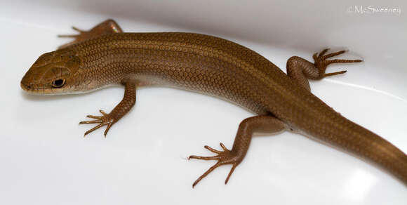 Image of Cape Skink