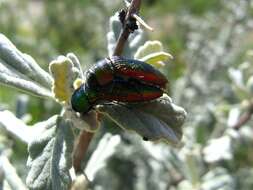 Image of Acmaeodera viridaenea aureolimbata Boheman 1860