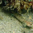 Image of Hoese&#39;s sandgoby