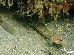 Image of Hoese&#39;s sandgoby