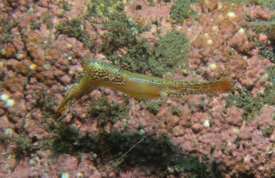 Image de Leander plumosus Bruce 1994