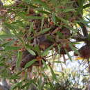 Imagem de Hakea nitida R. Br.