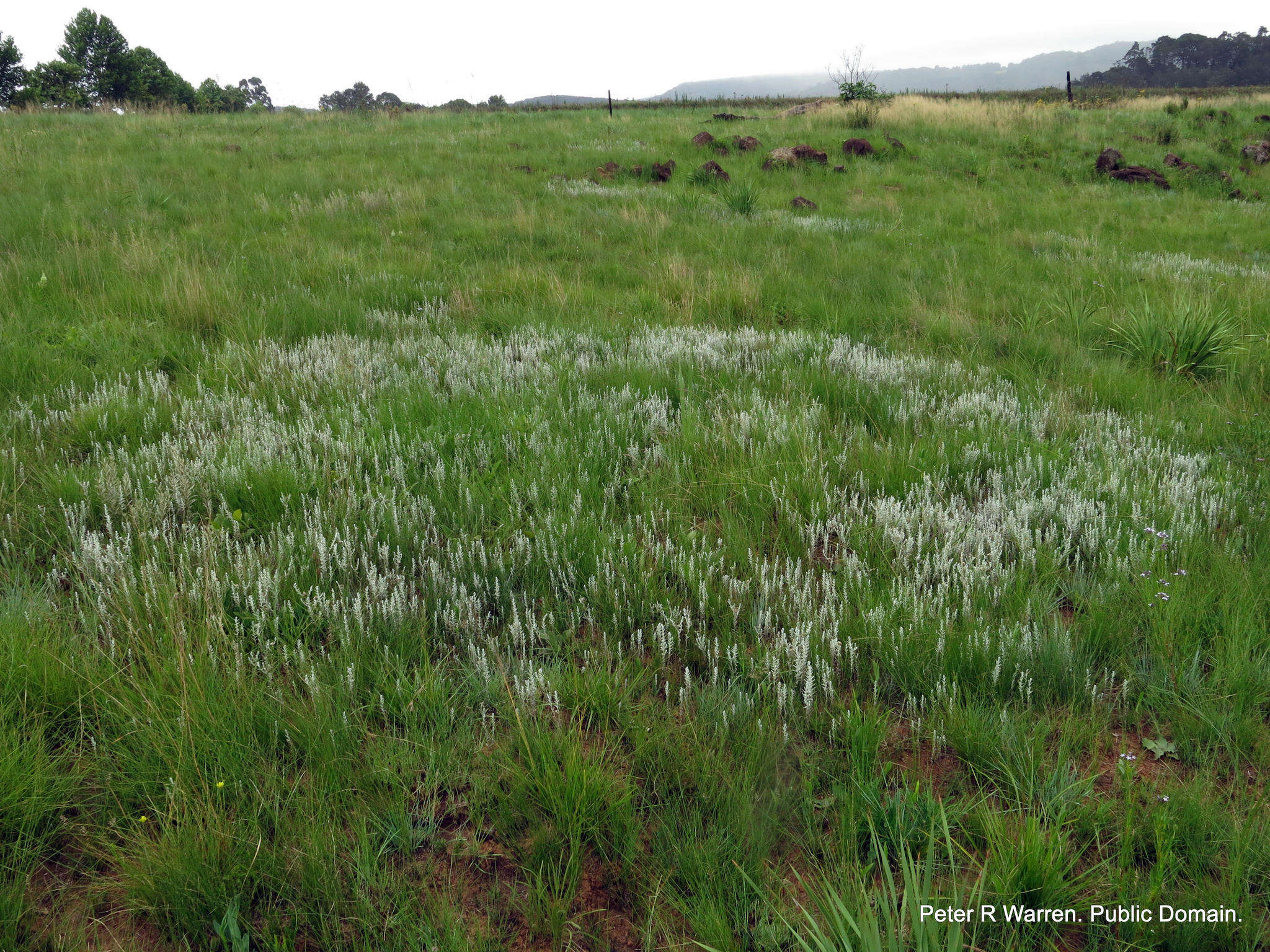 Imagem de Helichrysum aureonitens Sch. Bip.