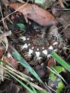 Image of Long-winged Dagger Moth