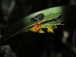 Image of Lepanthes tachirensis Foldats