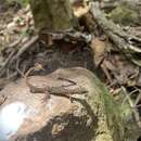 Image of Island Least Gecko