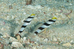 Image of Prawn-goby prawngoby shrimp-goby