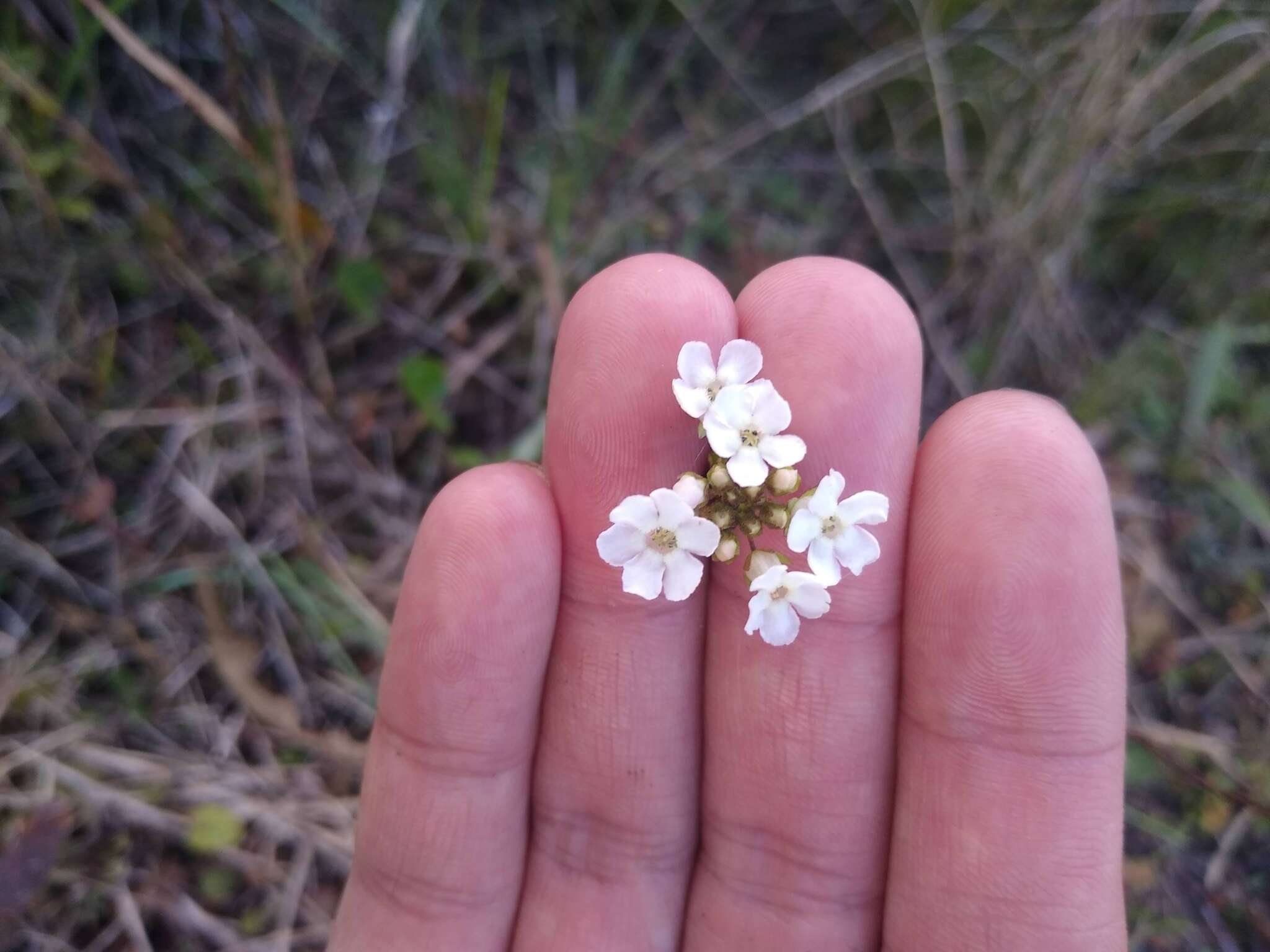 Image of limewater brookweed