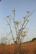 Image of Foeniculum vulgare subsp. piperitum (Ucria) Cout.