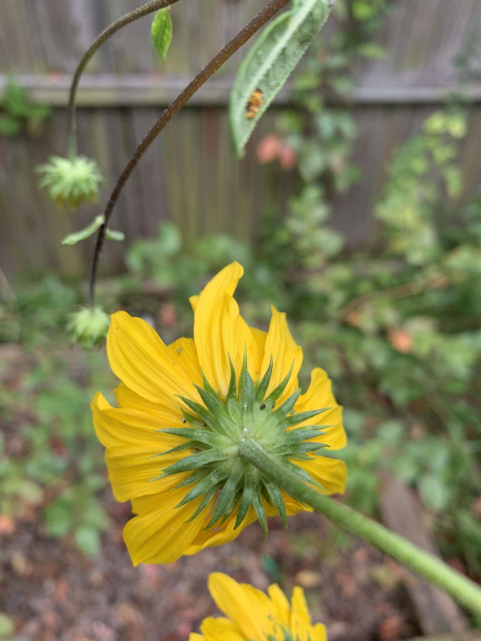 Sivun Helianthus simulans E. E. Watson kuva