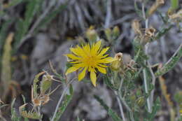 Image of jeweled blazingstar