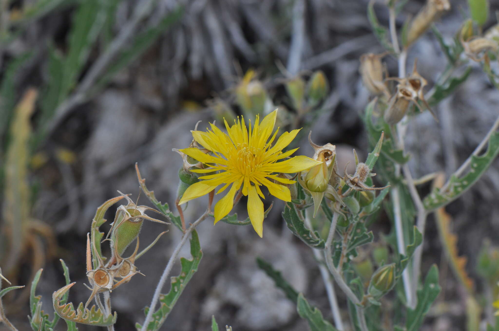 Image of jeweled blazingstar