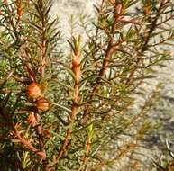 Image of Gyrostemon australasicus (Moq.) Heimerl