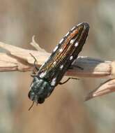 Image of Agrilus walsinghami Crotch 1873